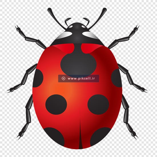 دانلود فایل png کفشدوزک بدون زمینه و ترانسپرنت