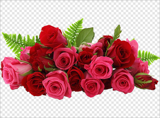 دانلود فایل png شاخه های گل رز بصورت ترانسپرنت