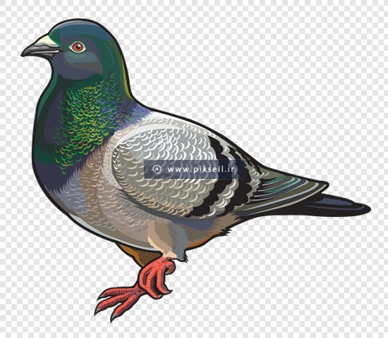 دانلود فایل png دوربری شده کبوتر بصورت ترانسپرنت