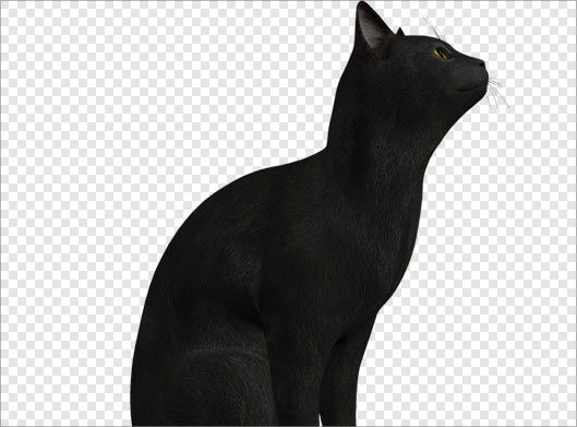 فایل png دوربری شده گربه سیاه (بدون زمینه)