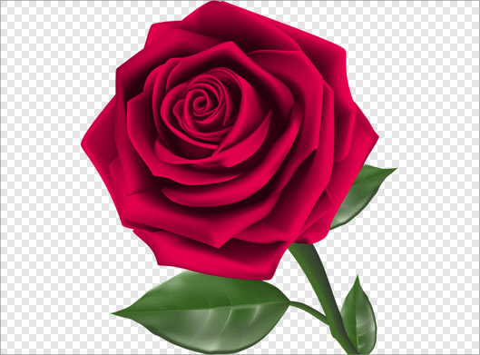 فایل png بدون زمینه گل رز قرمز (ترانسپرنت دوربری شده)