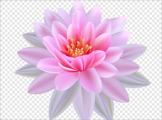 فایل png دوربری شده نیلوفر صورتی رنگ بصورت ترانسپرنت