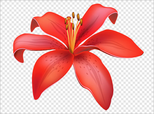 فایل png دوربری شده گل لیلیوم بصورت ترانسپرنت