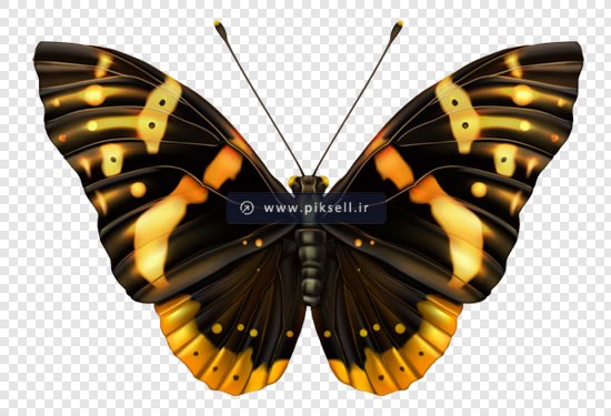 تصویر بدون زمینه پروانه بصورت ترانسپرنت با پسوند png