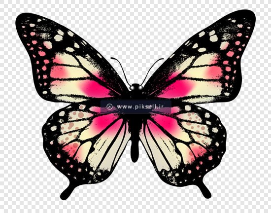 دانلود فایل png پروانه بصورت ترانسپرنت