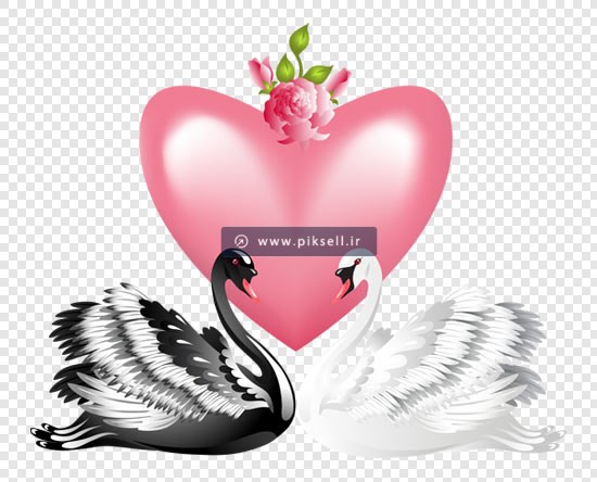 دانلود فایل png قوهای عاشق بصورت دوربری شده