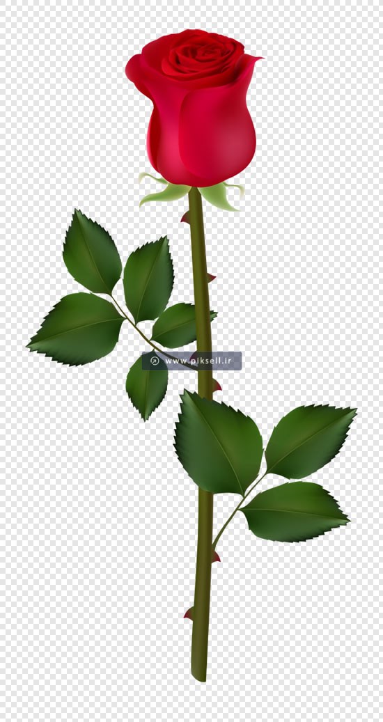 دانلود فایل png ترانسپرنت تک شاخه گل رز قرمز