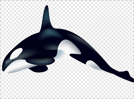 فایل png ترانسپرنت کوسه یا وال سیاه