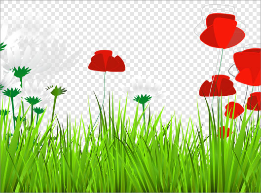 فایل png چمن زار و گل های شقایق بصورت دوربری شده