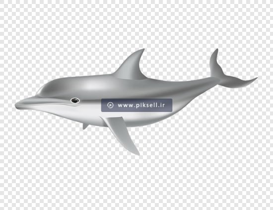 دانلود تصویر دوربری شده دلفین خاکستری با فرمت png
