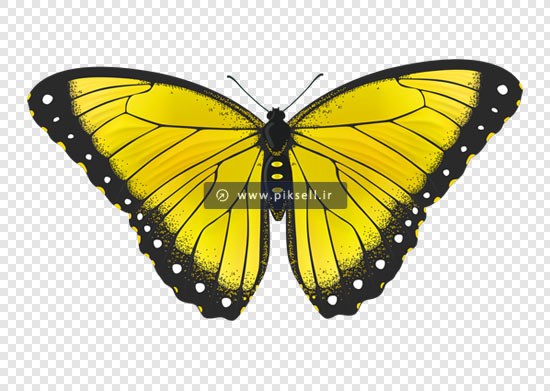 فایل png دوربری شده پروانه زرد بصورت ترانسپرنت