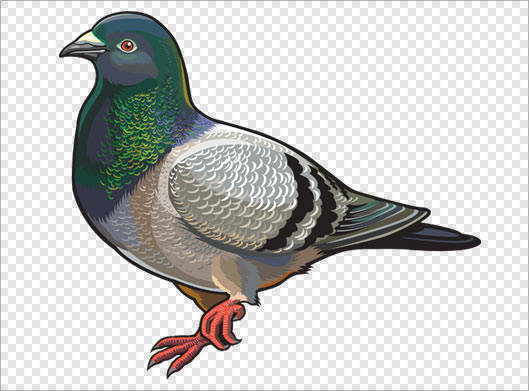 دانلود فایل png دوربری شده کبوتر بصورت ترانسپرنت