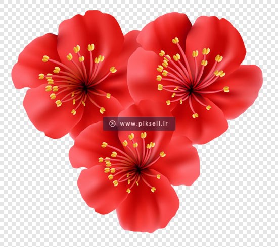 فایل دوربری شده گل های قرمز زیبا با پسوند png (ترانسپرنت)
