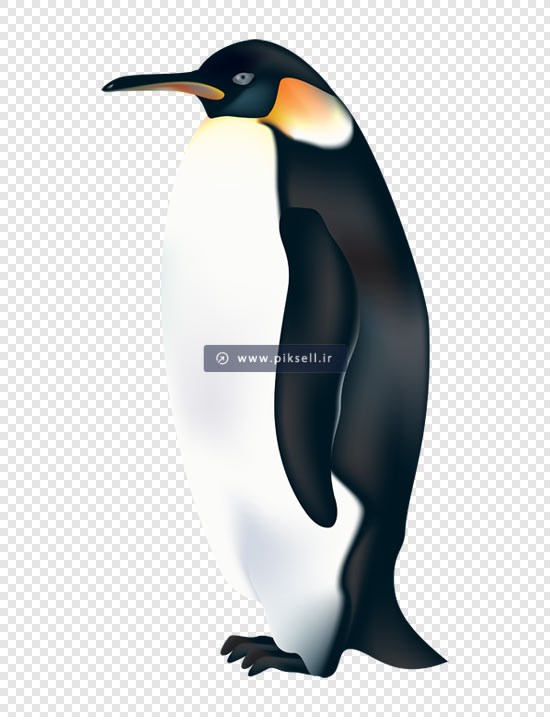 فایل ترانسپرنت دوربری شده پنگوئن با فرمت png