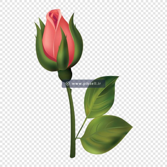 فایل png تک شاخه گل رز ، ارائه شده بصورت دوربری شده