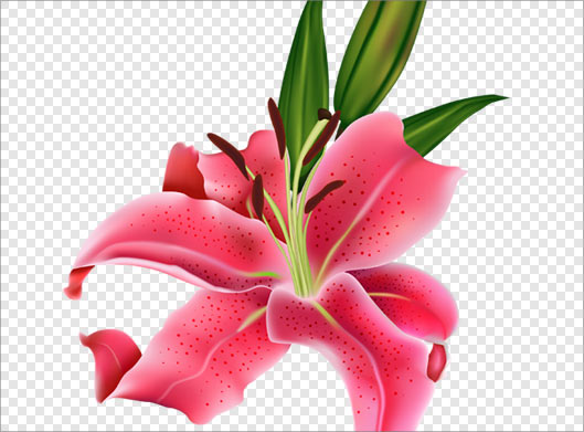 فایل دوربری شده png گل لیلیوم صورتی رنگ
