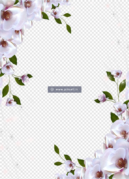 فایل png دوربری شده گل های زیبای سفید (شکوفه)