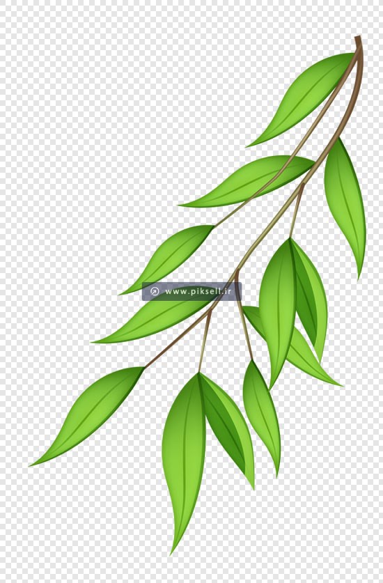 فایل png دوربری شده برگهای درخت بید سبز