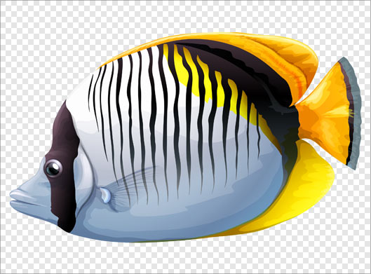 فایل png دوربری شده ماهی بصورت ترانسپرنت