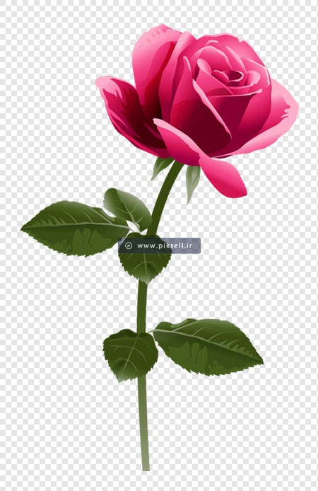 فایل دوربری شده png تک شاخه گل رز صورتی