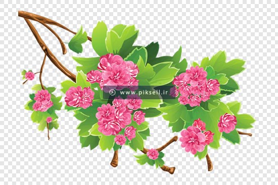 تصویر دوربری شده شاخه درخت با شکوفه های صورتی رنگ با پسوند png