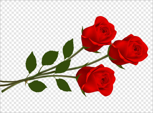 فایل png دوربری شده سه شاخه گل رز قرمز