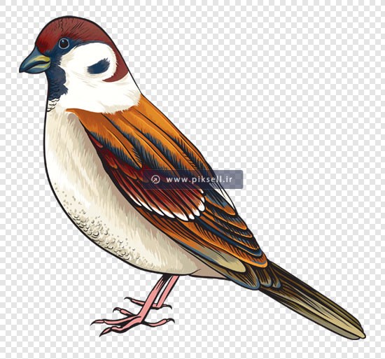 فایل png دوربری شده گنجشک یا پرنده بصورت ترانسپرنت