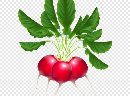 فایل ترانسپرنت و با کیفیت تربچه با برگ
