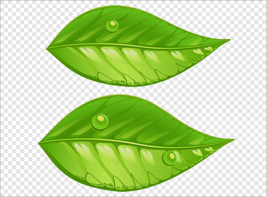 فایل png بدون زمینه برگ های سبز بصورت دوربری شده