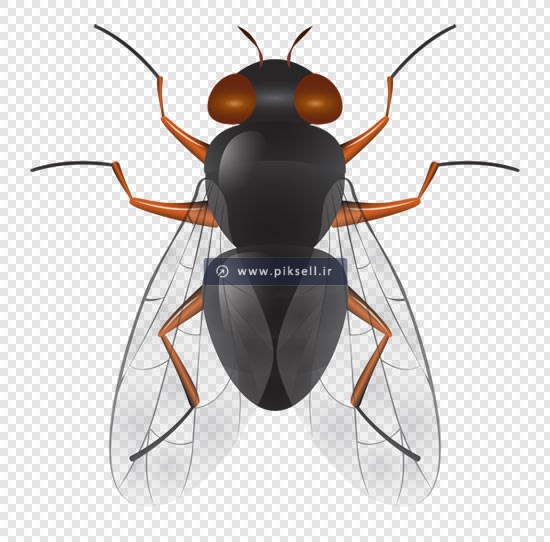 دانلود فایل png دوربری شده مگس با کیفیت بالا