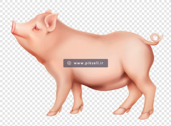 فایل دوربری شده png خوک بصورت ترانسپرنت