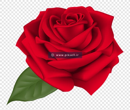 دانلود گل زیبای رز قرمز بصورت ترانسپرنت با فرمت png