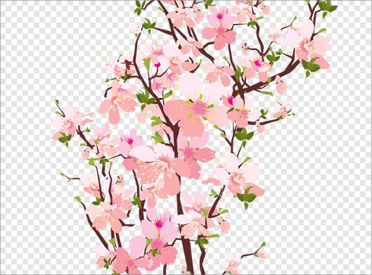 تصویر دوربری شده شکوفه های صورتی رنگ بهاری