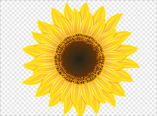 فایل png دوربری شده گل زرد آفتابگردان بصورت ترانسپرنت