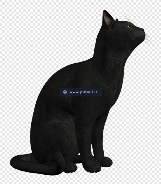 فایل png دوربری شده گربه سیاه (بدون زمینه)