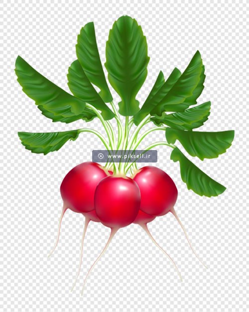 فایل ترانسپرنت و با کیفیت تربچه با برگ