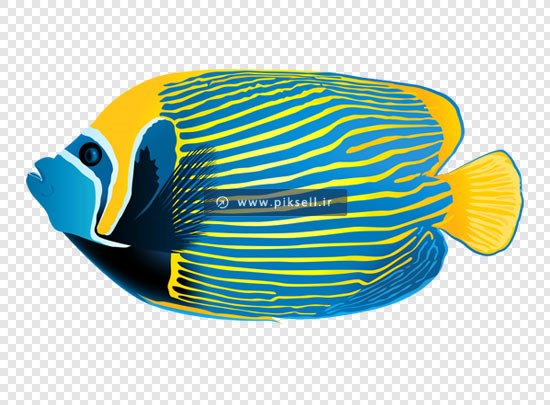 فایل png دوربری شده ماهی رنگی زیبا (بدون بکگراند)