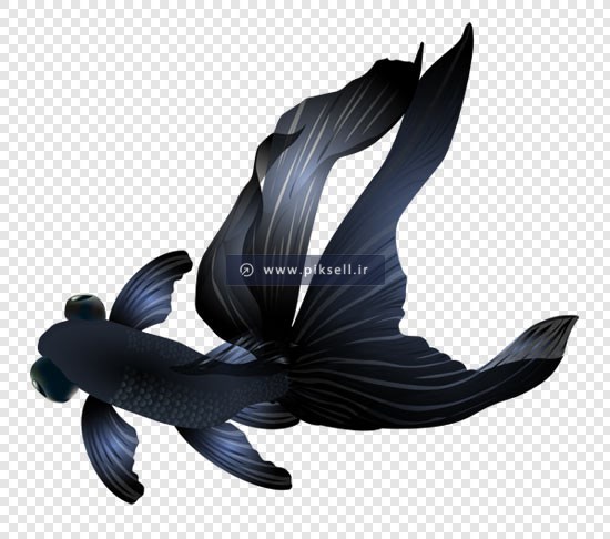 تصویر بدون زمینه ماهی سیاه با فرمت png