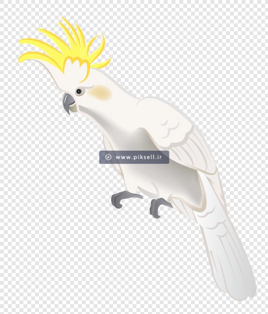 فایل Png بدون زمینه طوطی سفید با تاج زرد
