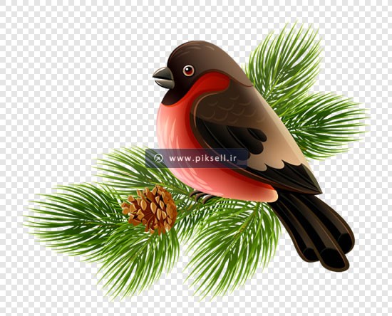 فایل png دوربری شده گنجشک یا بلبل (پرنده) روی درخت کاج