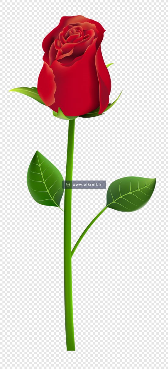 فایل png دوربری شده تک شاخه گل رز قرمز با کیفیت بالا