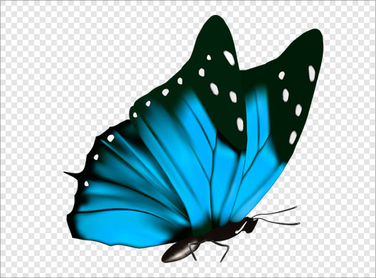 تصویر بدون زمینه و ترانسپرنت پروانه آبی با پسوند png