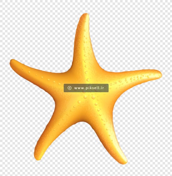 فایل png بدون زمینه ستاره دریایی نارنجی رنگ