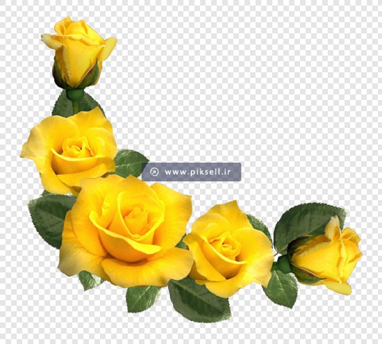 دانلود فایل png دوربری شده گل های رز زرد بصورت گوشه ای
