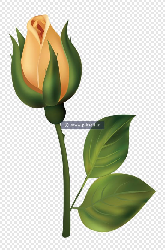 فایل png گل رز بصورت دوربری شده و بدون بکگراند