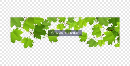 فایل png برگ های درخت چنار سبز بصورت دوربری شده