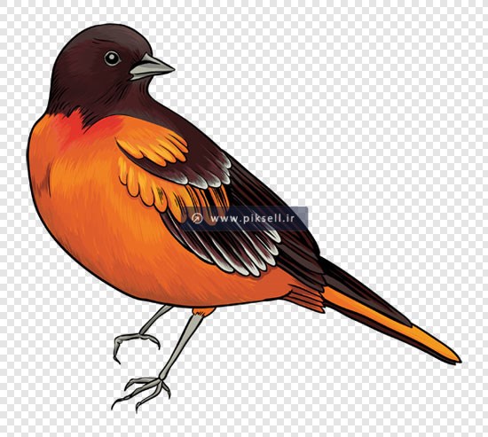 فایل png دوربری شده پرنده نارنجی