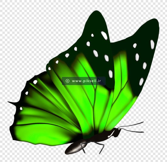 فایل png دوربری شده پروانه سبز بصورت ترانسپرنت