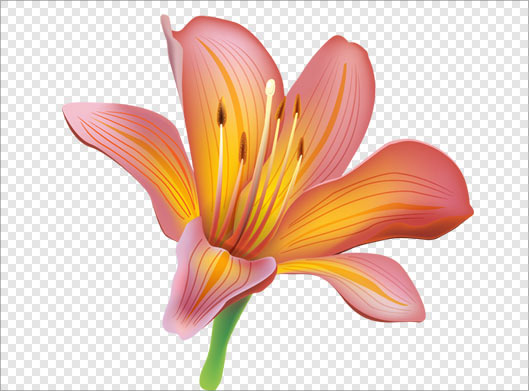 فایل png گل لیلیوم بصورت ترانسپرنت