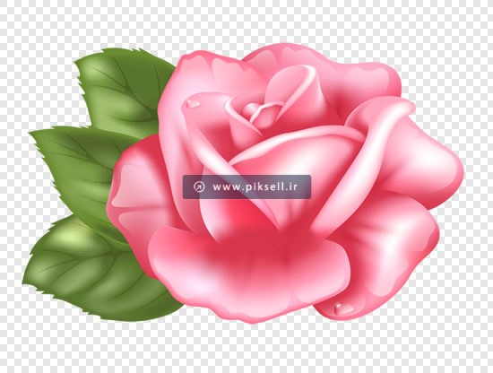 فایل png و دوربری شده گل رز صورتی برگ دار